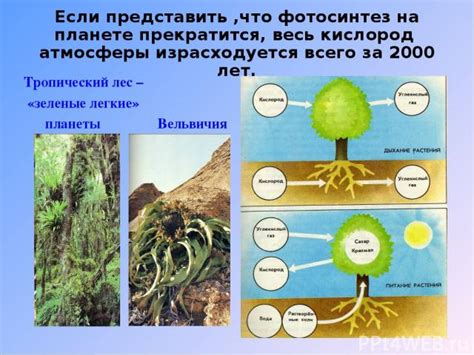 Воздействие организмов на природные резервуары полезных ископаемых