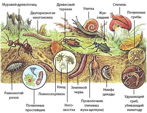 Роль микроорганизмов в формировании почв